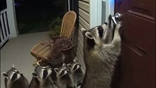 Raccoon Heist Gone Wrong! 😱