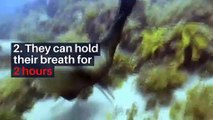 8 fun facts about seals