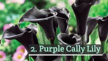 10 Plants with dark or black flower
