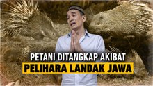 Pelihara Landak Jawa, Petani Darwanto Layak Dipenjara?