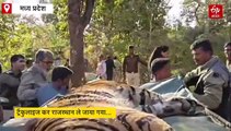मध्य प्रदेश के पेंच टाईगर रिजर्व से राजस्थान भेजी गई बाघिन, पहली बार सेना के हेलीकॉप्टर का इस्तेमाल