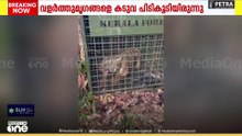 കടുവ കെണിയിൽ വീണു...
