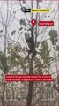 Leopard Hangs Upside Down for 4 Hours After Getting Trapped on Tree in Haridwar