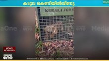 വളർത്തു മൃഗങ്ങളെ പിടികൂടിയ കടുവ കെണിയിൽ വീണു ...