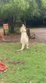 Albino kangaroo fighting in Australia 🇦🇺