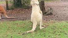 Albino kangaroo fighting in Australia 🇦🇺