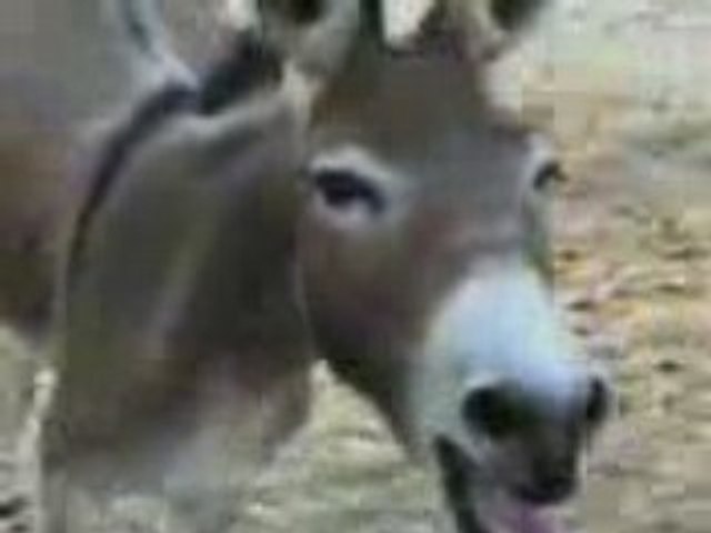 Accident_And_Donkey_