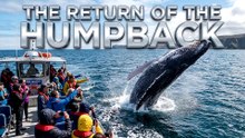 The Return Of The Humpback