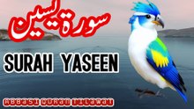 Surah Yaseen Beautiful Recitation by Abbasi Quran Tilawat| Soothing Quran Tilawat |   📖 Description  Surah Yaseen Quran Pak ki ek azeem aur barkat wali Surah hai jise Qalb-ul-Quran (Quran ka dil) kaha jata hai۔ Is Surah ki tilawat se sakoon-e-qalb, maghf