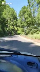 Peaceful Forest Road Journey | Relaxing Nature Walk | Calm Travel Video