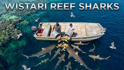 Wistari Reef Sharks Qeensland Great Barrier Reef