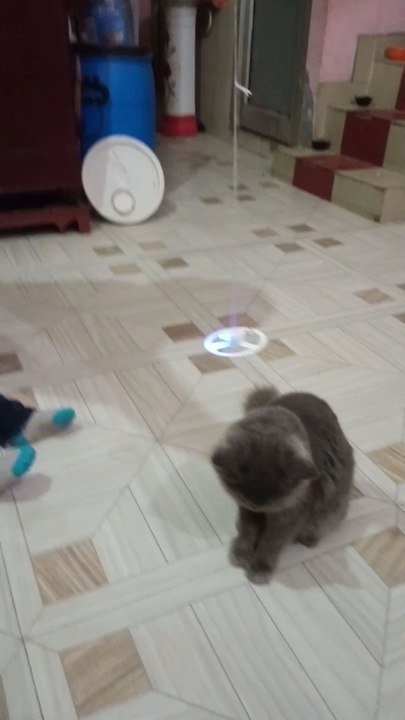 cute baby ❤️funny kitten #cat #cute #kitten