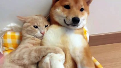 Amigadito meow meow 🐱🐶 | Cute kitten & puppy moments