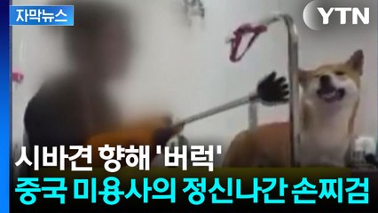 [자막뉴스] 공포에 벌벌 떠는 강아지...일본 싫다고 '시바견' 학대 / YTN