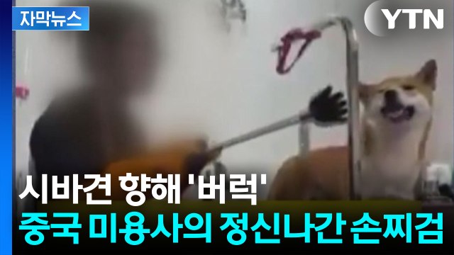 [자막뉴스] 공포에 벌벌 떠는 강아지...일본 싫다고 '시바견' 학대 / YTN
