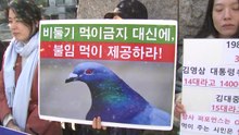 "비둘기 먹이 금지는 학대"...동물단체 헌법소원 / YTN