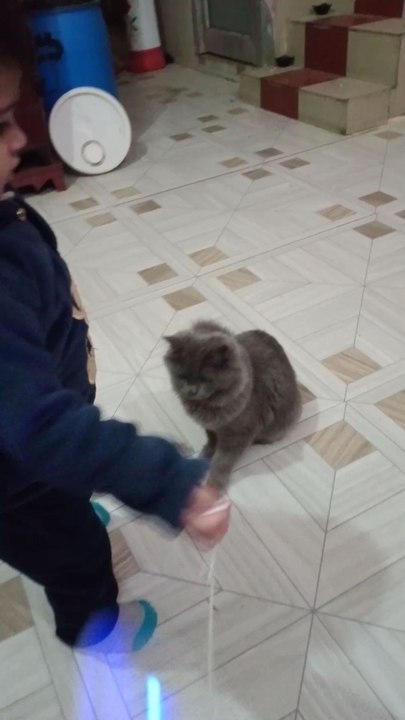 cute baby ❤️funny kitten #cat #cute #kitten