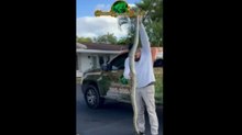 Pitone birmano (gigante) nascosto in una palma: catturato in un quartiere di Miami, Stati Uniti