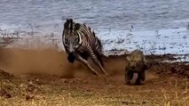 Inseguimento nel Parco Nazionale: zebra contro leopardo. Ecco come va a finire
