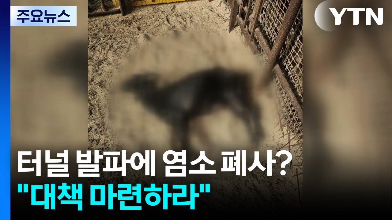 터널 발파소음에 염소 집단 폐사?..."대책 마련하라" / YTN