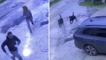 Ragazzina aggredita da tre rottweiler: salvata da finanziere libero dal servizio (22.12.25)
