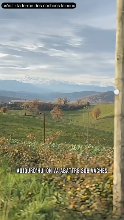 Pourquoi la dermatose s’empare de la France ? 🇫🇷 #science #vache #agriculture