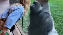 Gorilla Tries to Impress Woman, But His Friend Gets JEALOUS! 😂 #shorts #funny