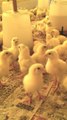 poultry farm new lot | layer poultry farm | shorts