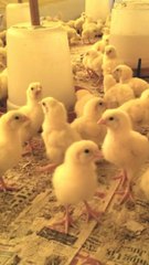 poultry farm new lot | layer poultry farm | shorts