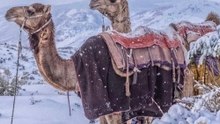 Kamele im Schnee: Wüstenlandschaft verwandelt sich in Winterwunderland
