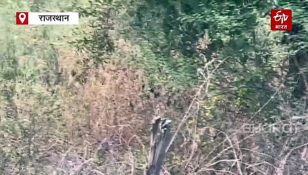 नाहरगढ़ बना सिटी सफारी का नया हॉटस्पॉट, शेर-बाघों की बढ़ती संख्या से पर्यटकों में उत्साह