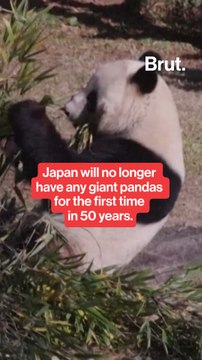 Japan will no longer have any giant pandas for the first time in 50 years.