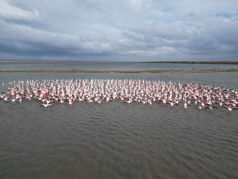 Enez Gala Gölü flamingolara ev sahipliği yapıyor!