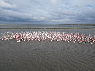 Enez Gala Gölü flamingolara ev sahipliği yapıyor!