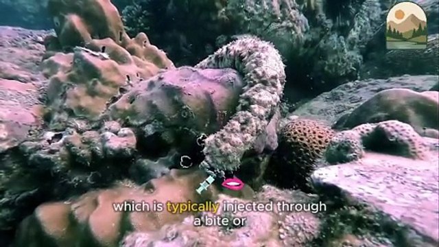 The Hidden Importance of Sea Cucumbers