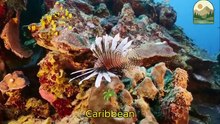 Lionfish The Beautiful but Deadly Reef Predator
