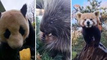 Anche agli animali dello zoo di Berlino le strenne di Natale: il video