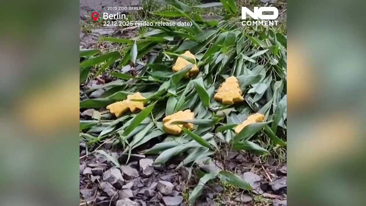 حیوانات باغ‌وحش برلین از تنقلات و خوراکی‌های جشن کریسمس لذت می‌برند