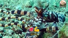 Mimic Octopus The Master of Imitation