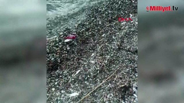 Datça sahilinde balık ölümleri! Sebebi şoke etti: Nedeninin kirlilik değil