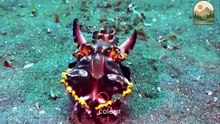 The Cephalopod Family Squid Octopus and Cuttlefish