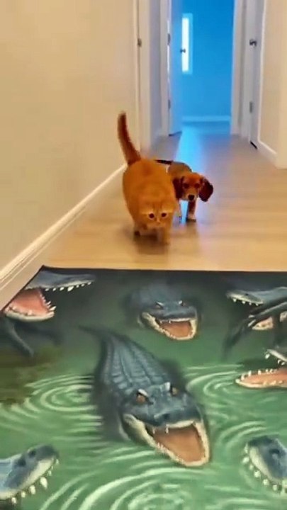 smarter Cat vs. Dog