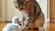 Cat Smacks bully animals cub…