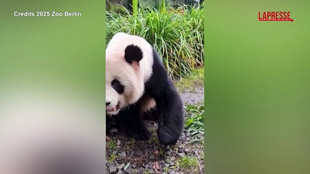 Berlino, gli animali dello zoo ricevono i dolcetti di Natale