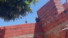 Macacão rouba cafeteira e cancela café da manhã no Rio Grande do Norte