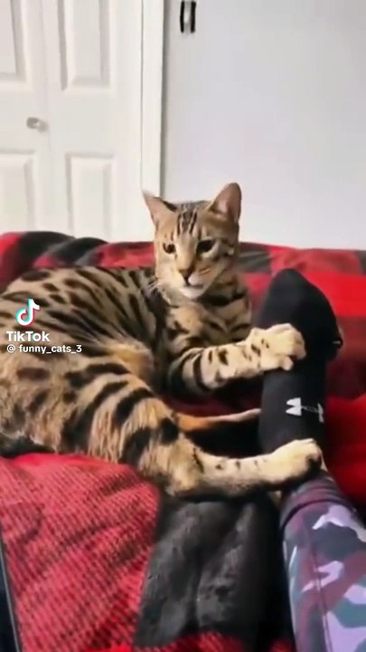 Ein Kätzchen mit Übelkeit