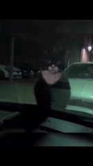 Strange activity of cats. Funny Cats Movements For Cat lovers. Must Watch