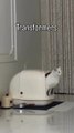 Cat Lattring.Funny Cats Movements For Cat lovers. Must Watch