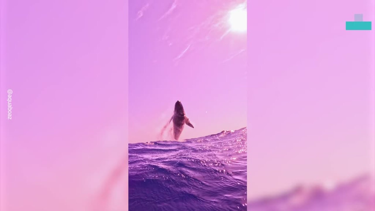 Close Encounter With a Massive Humpback Whale Breach