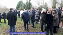 Un arbre planté à Marly en hommage à Ilan Halimi